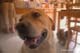 Le chien Bartok, qui a galement tenu son rle  Philippe Englebert